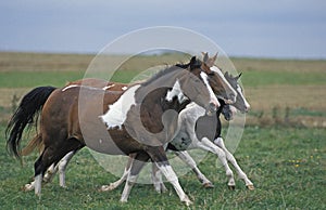 PAINT HORSE, HERD GALOPING THROUGH MEADOW