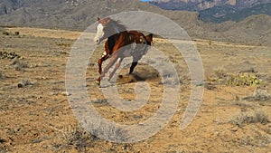 Paint Horse Leaning Into a Run