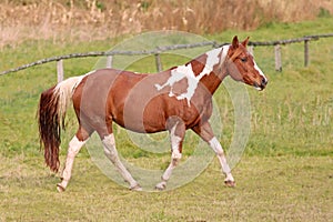 Paint Horse mare photo