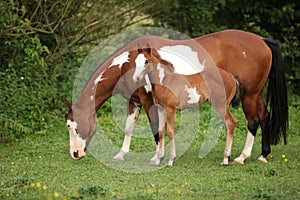 Paint horse mare with adorable foal