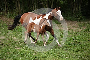 Paint horse mare with adorable foal on pasturage