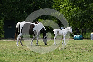 Paint horse mare and while colt