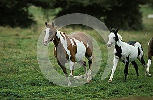 Paint Horse, Mare with Foal