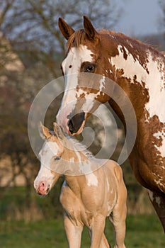 Paint horse mare with foal