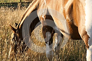 Paint Horse Mare Grazing At Sunset in Tall Golden Grass