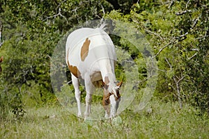 Paint horse mare grazing Texas summer landscape