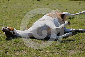 Paint horse mare rolling in green summer field