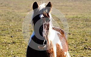 A paint horse in the pasture looking at me.