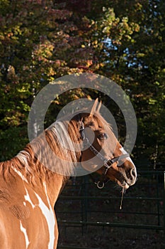 Paint Horse Portrait Head Shot Vertical Fall Image