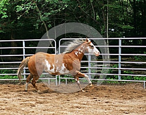 Paint Horse in Ring