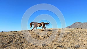 Paint Horse Runs on Ridge