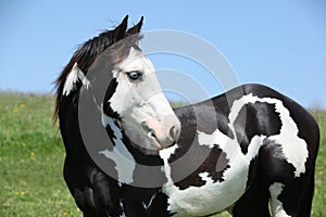 Paint horse stallion