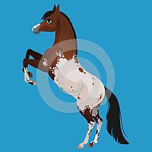 Paint horse. Stands on its hind legs. Cute horse character for children's illustrations.