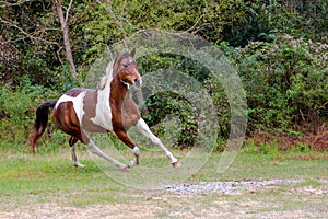 Paint Horse in Stride