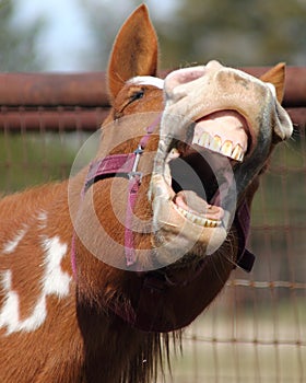 Paint Horse Yawning