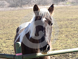 A paint in the pasture at the fence wanting some attention.