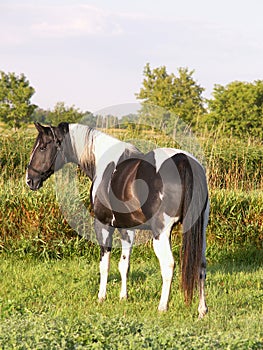 Paint stallion in meadow