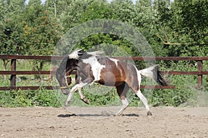 Paint stallion running in paddock