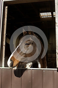 Paint thoroughbred cross horse portrait looking out stall window of barn