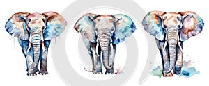 Paint watercolor elephants. Wild elephant walking, exotic animals with paints flows and blobs. Isolated vector