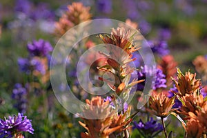Paintbrush plant in a meadow of wildflowers