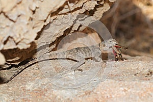 Painted agama Stellagama stellio feed with grasshopper