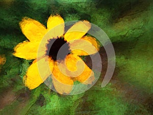 Painted Black-eyed-Susan on green background. photo