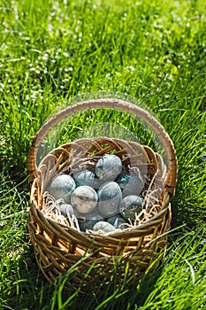 Painted blue textured easter eggs in wicker brown hand made basket. The concept of the spring holiday and egg hunting.