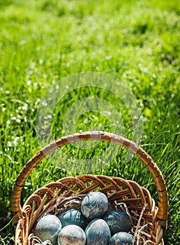 Painted blue textured easter eggs in wicker brown hand made basket. The concept of the spring holiday and egg hunting.