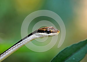 Painted Bronzeback Dendrelaphis pictus