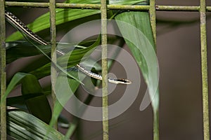 Painted Bronzeback Snake Dendrelaphis pictus photo