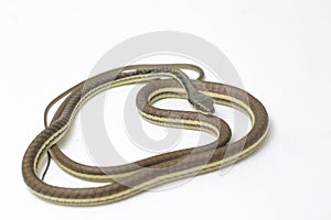 Painted bronzeback Dendrelaphis pictus isolated