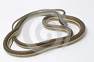 Painted bronzeback Dendrelaphis pictus isolated