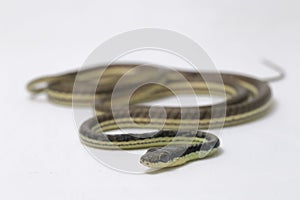 Painted bronzeback Dendrelaphis pictus isolated