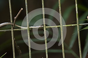 Painted Bronzeback Snake Dendrelaphis pictus