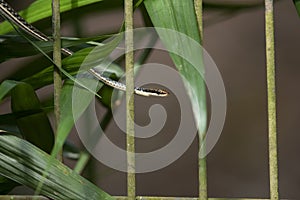 Painted Bronzeback Snake Dendrelaphis pictus