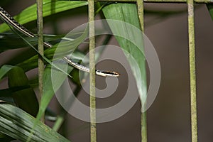 Painted Bronzeback Snake Dendrelaphis pictus