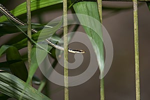 Painted Bronzeback Snake Dendrelaphis pictus