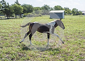 Painted brown and white foal running