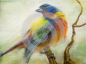 Painted bunting bird pastel art
