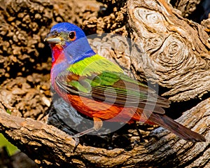 Painted Bunting male displays magnificent plumage
