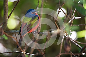 Painted Bunting at Merritt Island National Wildlife Refuge, Florida