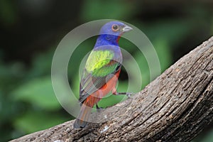 Painted Bunting (Passerina ciris) photo