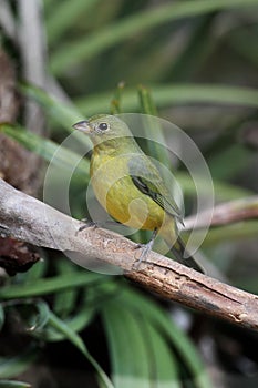 Painted Bunting (Passerina ciris)