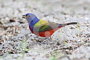 Painted Bunting (Passerina ciris)