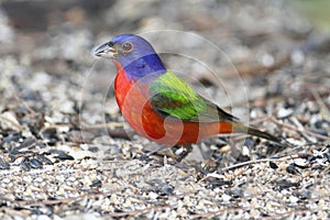 Painted Bunting (Passerina ciris)