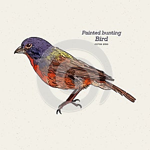 The painted bunting Passerina ciris is a species of bird . hand draw sketch vector