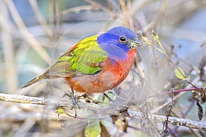 Painted Bunting Perched With Food In Beak