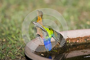 A painted Bunting slips photo
