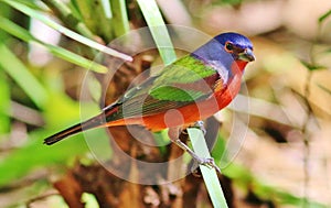 Painted Bunting photo
